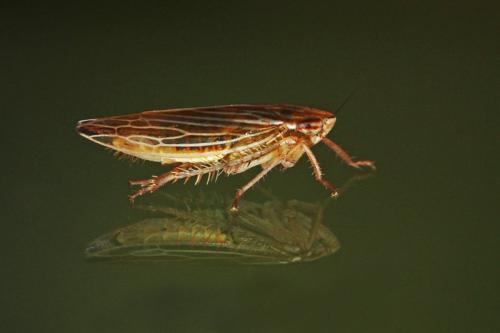 Réf. 298 019 : Mocydia crocea